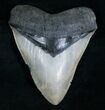 Venice Florida Megalodon Tooth #5539-1